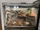 Glasterrarium mit Amurnatter und Kornnatter